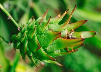 Nutritional Value of Green Dragon Fruit