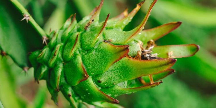 Nutritional Value of Green Dragon Fruit