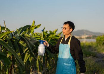 Yellow Dragon fruit tree