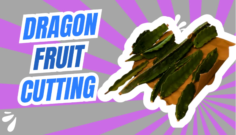 How To Select the Best Dragon Fruit Cuttings?