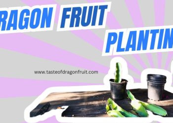 Dragon Fruit Cuttings For Sale