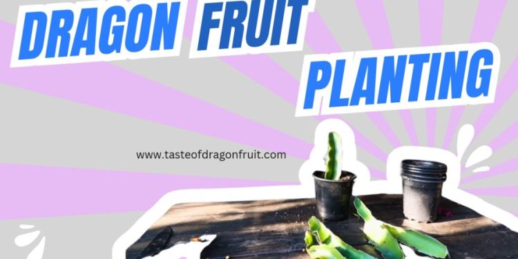 Dragon Fruit Cuttings For Sale