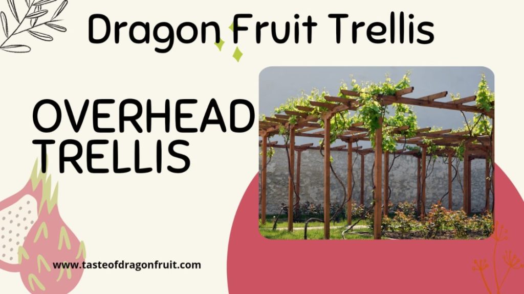 How to Set Up a Dragon Fruit Trellis