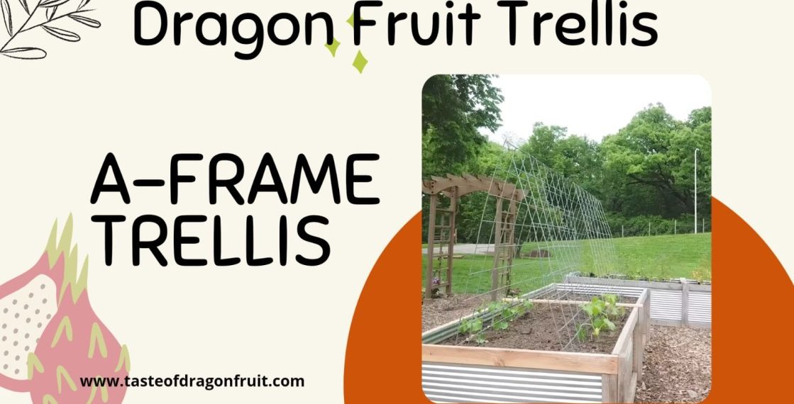 Dragon Fruit Trellis