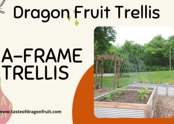 Dragon Fruit Trellis