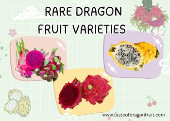 Dragon Fruits Varieties Rare