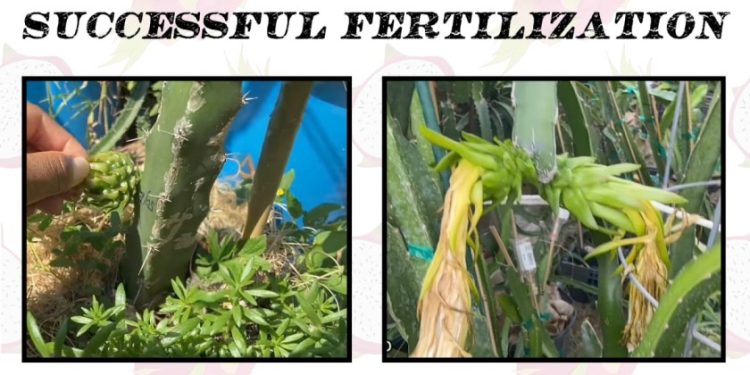How to Pollinate Dragon Fruit