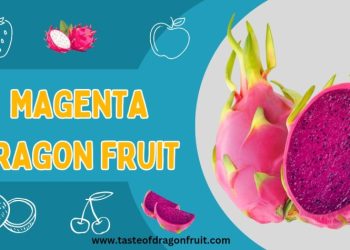 Magenta Dragon Fruit