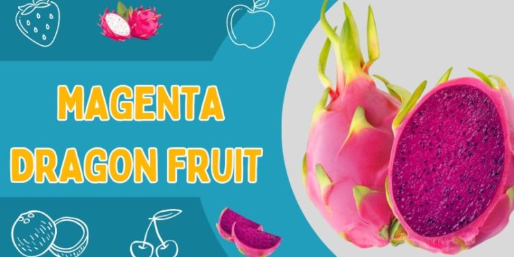Magenta Dragon Fruit