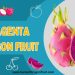 Magenta Dragon Fruit