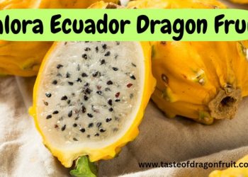 Palora Ecuador Dragon Fruit