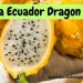 Palora Ecuador Dragon Fruit