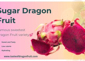 The Sweet Delight of Sugar Dragon Fruit