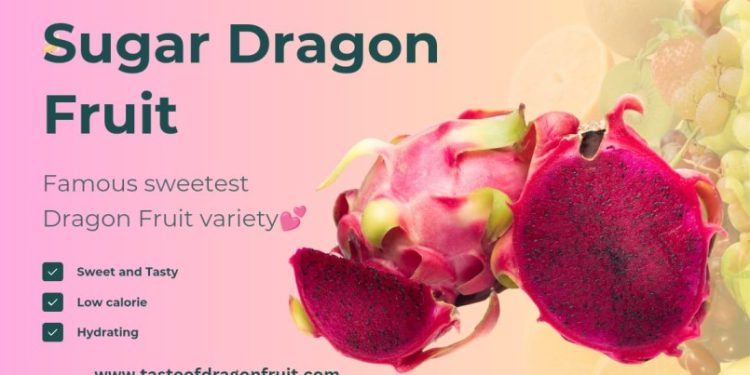 The Sweet Delight of Sugar Dragon Fruit