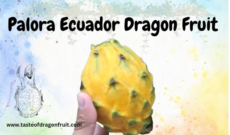Palora Ecuador Dragon Fruit