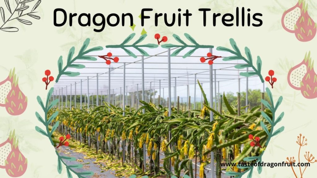 Types of Dragon Fruit Trellises