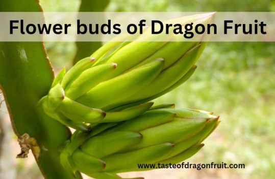 Best Dragon Fruit Varieties for Home Gardeners