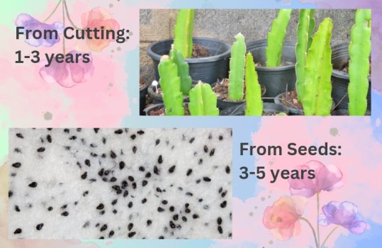 How fast dragon fruit grow?