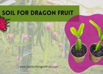 Best Soil For A Dragon Fruit Plant