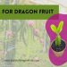Best Soil For A Dragon Fruit Plant