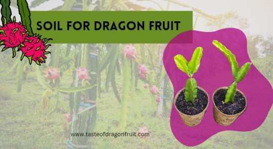 Best Soil For A Dragon Fruit Plant