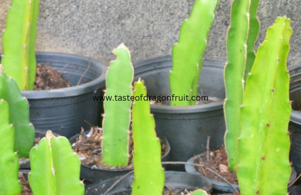 Can I root dragon fruit cuttings in water