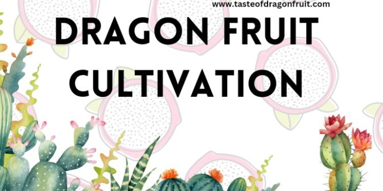 Dragon Fruit Cultivation