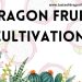 Dragon Fruit Cultivation
