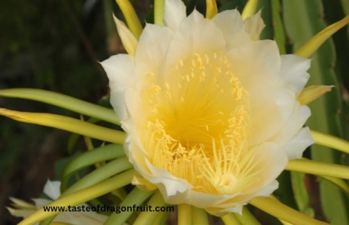 Dragon Fruit Flowering Stages