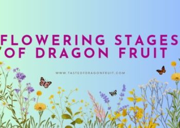 Dragon Fruit Flowering Stages