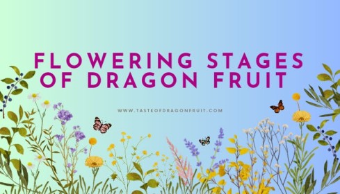 Dragon Fruit Flowering Stages