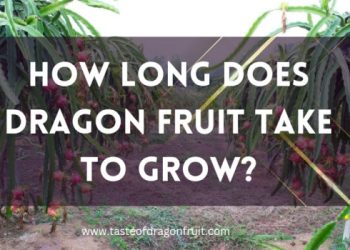 How Long Does Dragon Fruit Take To Grow