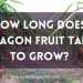How Long Does Dragon Fruit Take To Grow
