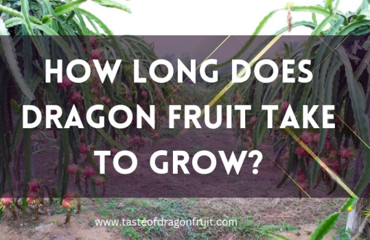 How Long Does Dragon Fruit Take To Grow