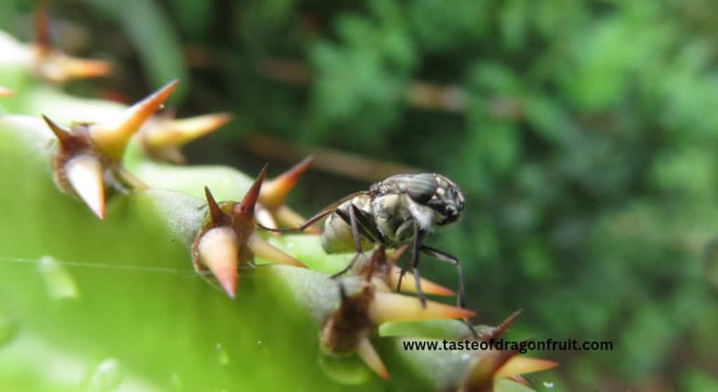 Seasonal Care Of Dragon Fruit Plant