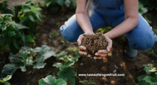 How To Make Soil For Dragon Fruit Plants