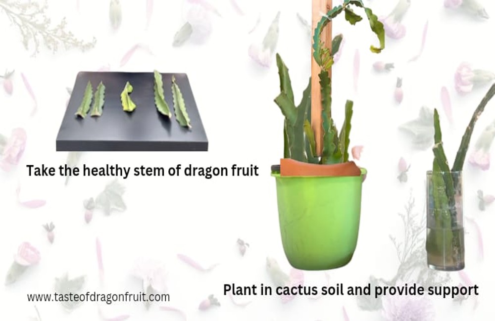How long does it take for dragon fruit cuttings to root