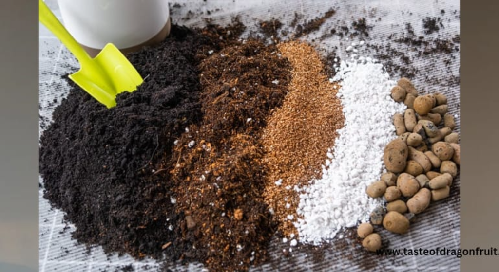 Fertilize Your Dragon Fruit Plant