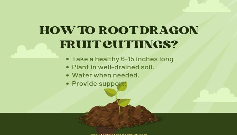 How to Root Dragon Fruit Cuttings
