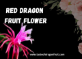 Red Dragon Fruit Flowers