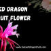 Red Dragon Fruit Flowers