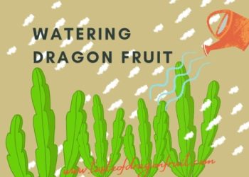 Watering Dragon Fruit Plant Important To Know!