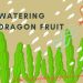 Watering Dragon Fruit Plant Important To Know!