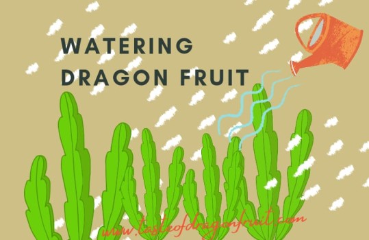 Watering Dragon Fruit Plant Important To Know!